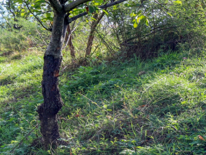 Delhi govt eases norms for emergency pruning of trees | Delhi govt eases norms for emergency pruning of trees
