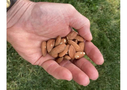 A handful of almonds daily can help you fight metabolic syndrome | A handful of almonds daily can help you fight metabolic syndrome A handful of almonds daily can help you fight metabolic syndrome | A handful of almonds daily can help you fight metabolic syndrome