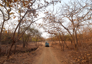 27 wildlife sanctuaries in Gujarat closed to tourists till Oct 15 | 27 wildlife sanctuaries in Gujarat closed to tourists till Oct 15 27 wildlife sanctuaries in Gujarat closed to tourists till Oct 15 | 27 wildlife sanctuaries in Gujarat closed to tourists till Oct 15