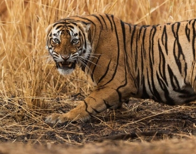 Tiger attacks crowd taking selfies in Ranthambore, two injured | Tiger attacks crowd taking selfies in Ranthambore, two injured Tiger attacks crowd taking selfies in Ranthambore, two injured | Tiger attacks crowd taking selfies in Ranthambore, two injured