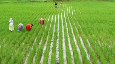 TN farmers rejoice as ‘Mother Cauvery’ arrives, to meet Kuruvai paddy cultivation target | TN farmers rejoice as ‘Mother Cauvery’ arrives, to meet Kuruvai paddy cultivation target TN farmers rejoice as ‘Mother Cauvery’ arrives, to meet Kuruvai paddy cultivation target | TN farmers rejoice as ‘Mother Cauvery’ arrives, to meet Kuruvai paddy cultivation target