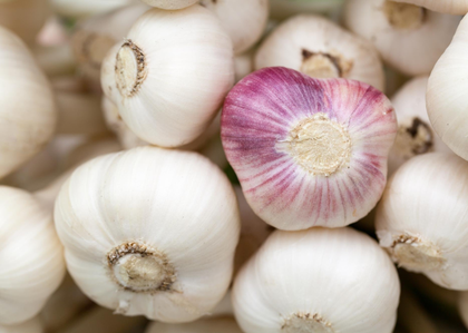 Garlic cultivation in Himachal expanded to 4,000 hectares: Experts | Garlic cultivation in Himachal expanded to 4,000 hectares: Experts Garlic cultivation in Himachal expanded to 4,000 hectares: Experts | Garlic cultivation in Himachal expanded to 4,000 hectares: Experts