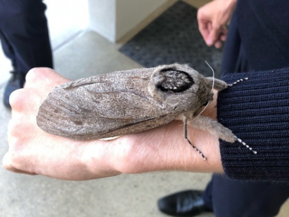 Australian moths master long-distance migration using starry skies | Australian moths master long-distance migration using starry skies Australian moths master long-distance migration using starry skies | Australian moths master long-distance migration using starry skies