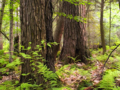 MP forest cover grew by 1390 sq km in last two decades | MP forest cover grew by 1390 sq km in last two decades MP forest cover grew by 1390 sq km in last two decades | MP forest cover grew by 1390 sq km in last two decades