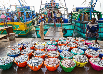 Seafood exporters seek market diversification, value addition amid US tariff blow | Seafood exporters seek market diversification, value addition amid US tariff blow