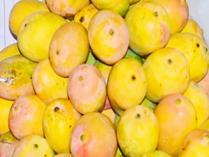 Centre announces compensation for K'taka mango farmers; Union Minister Joshi thanks PM Modi | Centre announces compensation for K'taka mango farmers; Union Minister Joshi thanks PM Modi Centre announces compensation for K'taka mango farmers; Union Minister Joshi thanks PM Modi | Centre announces compensation for K'taka mango farmers; Union Minister Joshi thanks PM Modi
