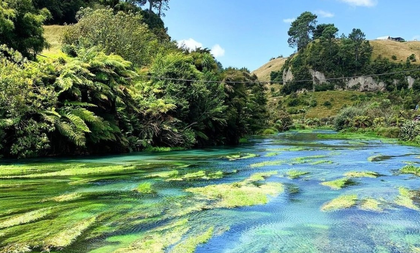New Zealand's alpine ecosystems threatened by rapid weed spread | New Zealand's alpine ecosystems threatened by rapid weed spread