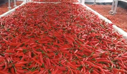 Chilli farmers in TN's Ramanathapuram hit hard by unseasonal rain, exports dip | Chilli farmers in TN's Ramanathapuram hit hard by unseasonal rain, exports dip Chilli farmers in TN's Ramanathapuram hit hard by unseasonal rain, exports dip | Chilli farmers in TN's Ramanathapuram hit hard by unseasonal rain, exports dip