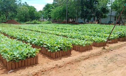 Forest dept to raise over 5 lakh tree seedlings under Green Tamil Nadu Mission | Forest dept to raise over 5 lakh tree seedlings under Green Tamil Nadu Mission