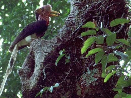 Over 500 bird species face extinction risk in the next 100 years: Study | Over 500 bird species face extinction risk in the next 100 years: Study Over 500 bird species face extinction risk in the next 100 years: Study | Over 500 bird species face extinction risk in the next 100 years: Study