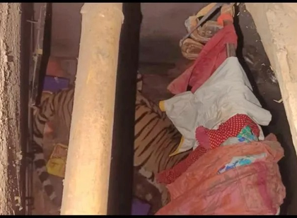 Ranchi village on edge as tiger takes shelter inside home, rescue efforts on for 12 hours | Ranchi village on edge as tiger takes shelter inside home, rescue efforts on for 12 hours Ranchi village on edge as tiger takes shelter inside home, rescue efforts on for 12 hours | Ranchi village on edge as tiger takes shelter inside home, rescue efforts on for 12 hours
