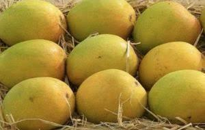 TN‘s Dindigul mango farmers hit by price crash, seek govt intervention | TN‘s Dindigul mango farmers hit by price crash, seek govt intervention TN‘s Dindigul mango farmers hit by price crash, seek govt intervention | TN‘s Dindigul mango farmers hit by price crash, seek govt intervention