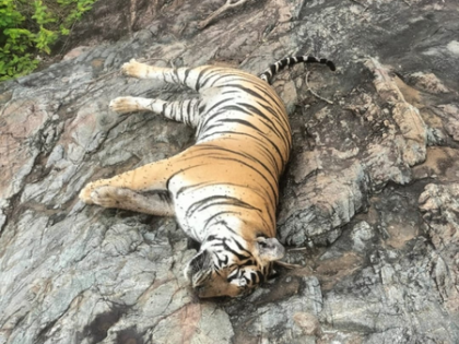Death of tigress, 4 cubs: Hunt launched for owner of poisoned cow in K'taka | Death of tigress, 4 cubs: Hunt launched for owner of poisoned cow in K'taka Death of tigress, 4 cubs: Hunt launched for owner of poisoned cow in K'taka | Death of tigress, 4 cubs: Hunt launched for owner of poisoned cow in K'taka