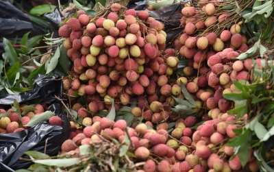 In a first, India exports rose-scented litchis from Punjab to Qatar, Dubai | In a first, India exports rose-scented litchis from Punjab to Qatar, Dubai In a first, India exports rose-scented litchis from Punjab to Qatar, Dubai | In a first, India exports rose-scented litchis from Punjab to Qatar, Dubai