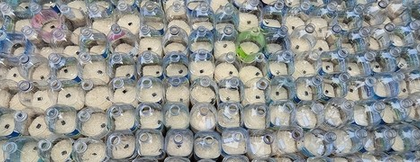 South Korea: Six Americans nabbed for trying to send plastic bottles with rice, dollar bills to North Korea | South Korea: Six Americans nabbed for trying to send plastic bottles with rice, dollar bills to North Korea South Korea: Six Americans nabbed for trying to send plastic bottles with rice, dollar bills to North Korea | South Korea: Six Americans nabbed for trying to send plastic bottles with rice, dollar bills to North Korea