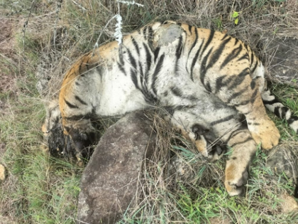 Death of 5 tigers: Two arrested for poisoning big cats in revenge for cow's killing | Death of 5 tigers: Two arrested for poisoning big cats in revenge for cow's killing Death of 5 tigers: Two arrested for poisoning big cats in revenge for cow's killing | Death of 5 tigers: Two arrested for poisoning big cats in revenge for cow's killing