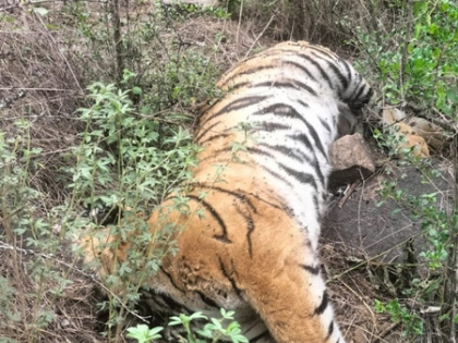 Another tigress death reported in Karnataka | Another tigress death reported in Karnataka Another tigress death reported in Karnataka | Another tigress death reported in Karnataka