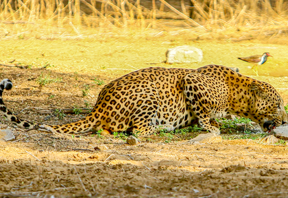 Leopard sightings and attacks trigger panic in TN's Coimbatore; monitoring intensifies | Leopard sightings and attacks trigger panic in TN's Coimbatore; monitoring intensifies Leopard sightings and attacks trigger panic in TN's Coimbatore; monitoring intensifies | Leopard sightings and attacks trigger panic in TN's Coimbatore; monitoring intensifies