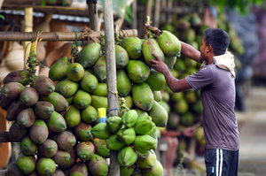 Coconut prices double in Chennai amid low supply, retail rates touch Rs 80 per kg | Coconut prices double in Chennai amid low supply, retail rates touch Rs 80 per kg Coconut prices double in Chennai amid low supply, retail rates touch Rs 80 per kg | Coconut prices double in Chennai amid low supply, retail rates touch Rs 80 per kg
