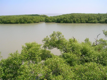 TN govt restores 2,057 hectares of mangroves in Muthupet region | TN govt restores 2,057 hectares of mangroves in Muthupet region TN govt restores 2,057 hectares of mangroves in Muthupet region | TN govt restores 2,057 hectares of mangroves in Muthupet region