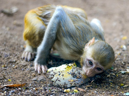 Karnataka: 20 monkey carcasses found, poisoning suspected | Karnataka: 20 monkey carcasses found, poisoning suspected