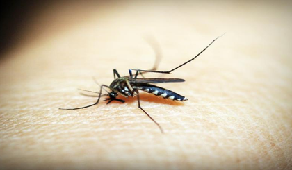 Ethiopia reports over 520,000 malaria cases in May: WHO | Ethiopia reports over 520,000 malaria cases in May: WHO