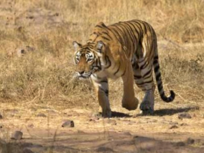 Int'l tiger smuggler convicted after 9-yr chase; Interpol applauds MP’s State Tiger Force | Int'l tiger smuggler convicted after 9-yr chase; Interpol applauds MP’s State Tiger Force