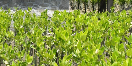 Survey of mangrove forests along state coastline underway: Maha Forest Minister | Survey of mangrove forests along state coastline underway: Maha Forest Minister Survey of mangrove forests along state coastline underway: Maha Forest Minister | Survey of mangrove forests along state coastline underway: Maha Forest Minister