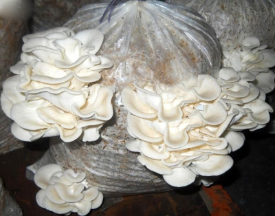 Australian woman found guilty of murdering three family members with poisonous mushrooms | Australian woman found guilty of murdering three family members with poisonous mushrooms Australian woman found guilty of murdering three family members with poisonous mushrooms | Australian woman found guilty of murdering three family members with poisonous mushrooms
