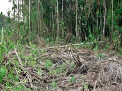 Norway to implement EU rules aimed at curbing deforestation | Norway to implement EU rules aimed at curbing deforestation