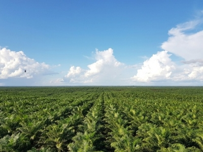 ‘No Palm Oil’ label a marketing gimmick, not a health fact: IFBA | ‘No Palm Oil’ label a marketing gimmick, not a health fact: IFBA ‘No Palm Oil’ label a marketing gimmick, not a health fact: IFBA | ‘No Palm Oil’ label a marketing gimmick, not a health fact: IFBA