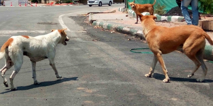 Gujarat’s stray dogs menace: Two mauled to death in Surat and Surendranagar | Gujarat’s stray dogs menace: Two mauled to death in Surat and Surendranagar Gujarat’s stray dogs menace: Two mauled to death in Surat and Surendranagar | Gujarat’s stray dogs menace: Two mauled to death in Surat and Surendranagar