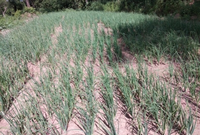 Gujarat: Kharif sowing crosses 50 pc; groundnut, cotton lead as monsoon progresses | Gujarat: Kharif sowing crosses 50 pc; groundnut, cotton lead as monsoon progresses Gujarat: Kharif sowing crosses 50 pc; groundnut, cotton lead as monsoon progresses | Gujarat: Kharif sowing crosses 50 pc; groundnut, cotton lead as monsoon progresses