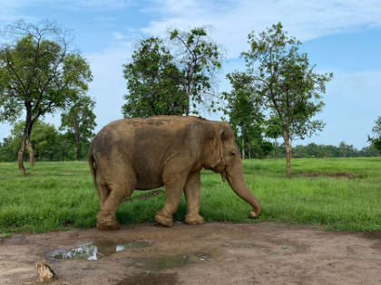 MP: Asia's oldest elephant dies at Panna Tiger Reserve | MP: Asia's oldest elephant dies at Panna Tiger Reserve MP: Asia's oldest elephant dies at Panna Tiger Reserve | MP: Asia's oldest elephant dies at Panna Tiger Reserve