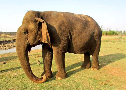 Tearful farewell to centenarian 'Vatsala' at Panna Tiger Reserve | Tearful farewell to centenarian 'Vatsala' at Panna Tiger Reserve