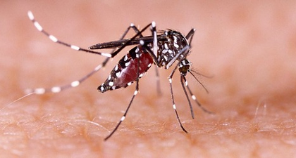 Cambodia records 7,000 dengue fever cases with 15 deaths in 2025 | Cambodia records 7,000 dengue fever cases with 15 deaths in 2025 Cambodia records 7,000 dengue fever cases with 15 deaths in 2025 | Cambodia records 7,000 dengue fever cases with 15 deaths in 2025