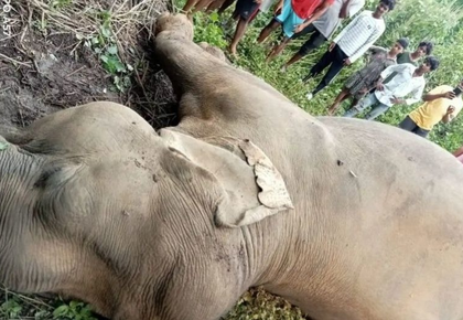 Four elephant deaths in 35 days raise alarm in Jharkhand's Kolhan division | Four elephant deaths in 35 days raise alarm in Jharkhand's Kolhan division