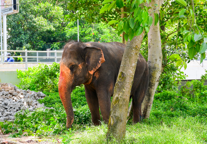 Assam Cabinet approves Gaja Mitra Scheme to tackle human-elephant conflict | Assam Cabinet approves Gaja Mitra Scheme to tackle human-elephant conflict Assam Cabinet approves Gaja Mitra Scheme to tackle human-elephant conflict | Assam Cabinet approves Gaja Mitra Scheme to tackle human-elephant conflict