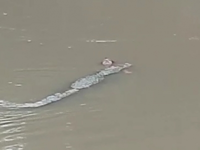 Crocodile kills woman collecting water in MP river | Crocodile kills woman collecting water in MP river Crocodile kills woman collecting water in MP river | Crocodile kills woman collecting water in MP river