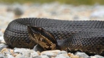 Snakebite claims three lives in Jharkhand’s Palamu, several critical | Snakebite claims three lives in Jharkhand’s Palamu, several critical Snakebite claims three lives in Jharkhand’s Palamu, several critical | Snakebite claims three lives in Jharkhand’s Palamu, several critical