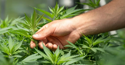 70 lakh cannabis plants dismantled in two-and-a-half years in Himachal Pradesh | 70 lakh cannabis plants dismantled in two-and-a-half years in Himachal Pradesh 70 lakh cannabis plants dismantled in two-and-a-half years in Himachal Pradesh | 70 lakh cannabis plants dismantled in two-and-a-half years in Himachal Pradesh
