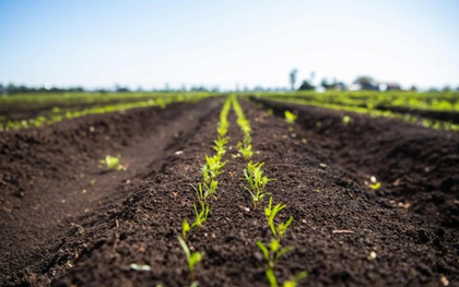 Australian scientists trial volcanic rock for sustainable farming | Australian scientists trial volcanic rock for sustainable farming Australian scientists trial volcanic rock for sustainable farming | Australian scientists trial volcanic rock for sustainable farming