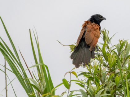 Assam: Critically endangered among 43 grassland bird species spotted in Kaziranga | Assam: Critically endangered among 43 grassland bird species spotted in Kaziranga Assam: Critically endangered among 43 grassland bird species spotted in Kaziranga | Assam: Critically endangered among 43 grassland bird species spotted in Kaziranga