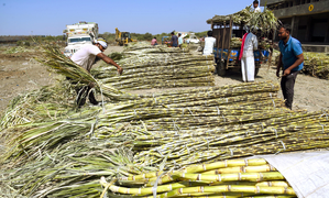 Revenues of sugar mills in India to rise 8 pc in FY26 | Revenues of sugar mills in India to rise 8 pc in FY26 Revenues of sugar mills in India to rise 8 pc in FY26 | Revenues of sugar mills in India to rise 8 pc in FY26