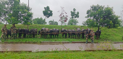 BSF chases away 7 Bangladeshi infiltrators along Indo-Bangla border; rescues cattle | BSF chases away 7 Bangladeshi infiltrators along Indo-Bangla border; rescues cattle BSF chases away 7 Bangladeshi infiltrators along Indo-Bangla border; rescues cattle | BSF chases away 7 Bangladeshi infiltrators along Indo-Bangla border; rescues cattle