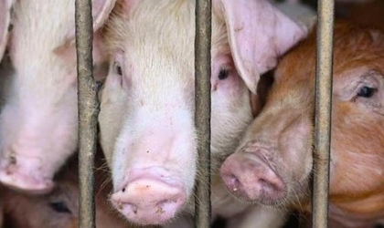 Vietnam issues directive to curb African swine fever outbreaks | Vietnam issues directive to curb African swine fever outbreaks Vietnam issues directive to curb African swine fever outbreaks | Vietnam issues directive to curb African swine fever outbreaks