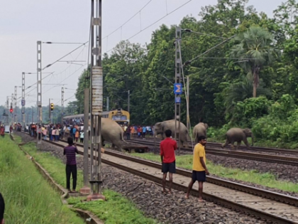 Jharkhand-Bengal elephant corridor turns into jumbo death trap: 7 die in 45 days | Jharkhand-Bengal elephant corridor turns into jumbo death trap: 7 die in 45 days