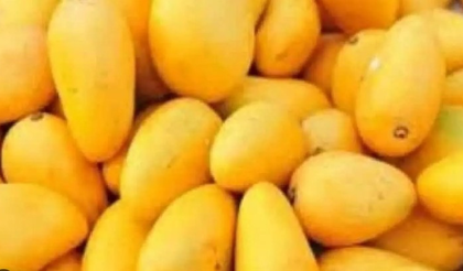 Gujarat mango exports surpass 3,000 MT in five years, Kesar variety in high demand abroad | Gujarat mango exports surpass 3,000 MT in five years, Kesar variety in high demand abroad