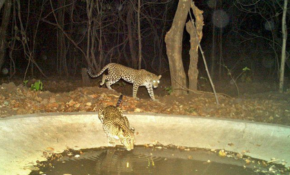 Telangana keeps Tiger Conservation Reserve order in abeyance after protests by tribals | Telangana keeps Tiger Conservation Reserve order in abeyance after protests by tribals