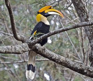 India's first hornbill conservation centre to come up at Annamalai Tiger Reserve in Tamil Nadu | India's first hornbill conservation centre to come up at Annamalai Tiger Reserve in Tamil Nadu India's first hornbill conservation centre to come up at Annamalai Tiger Reserve in Tamil Nadu | India's first hornbill conservation centre to come up at Annamalai Tiger Reserve in Tamil Nadu
